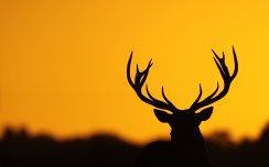 deer-silhouette-hd-wallpaper