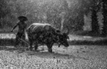 buffalo-1822579