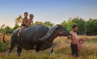 Thailand-Kinder-auf-Büffel1-wpcf_650x400