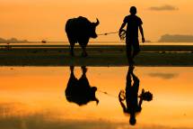 thailand-koh-samui-strand-met-buffel
